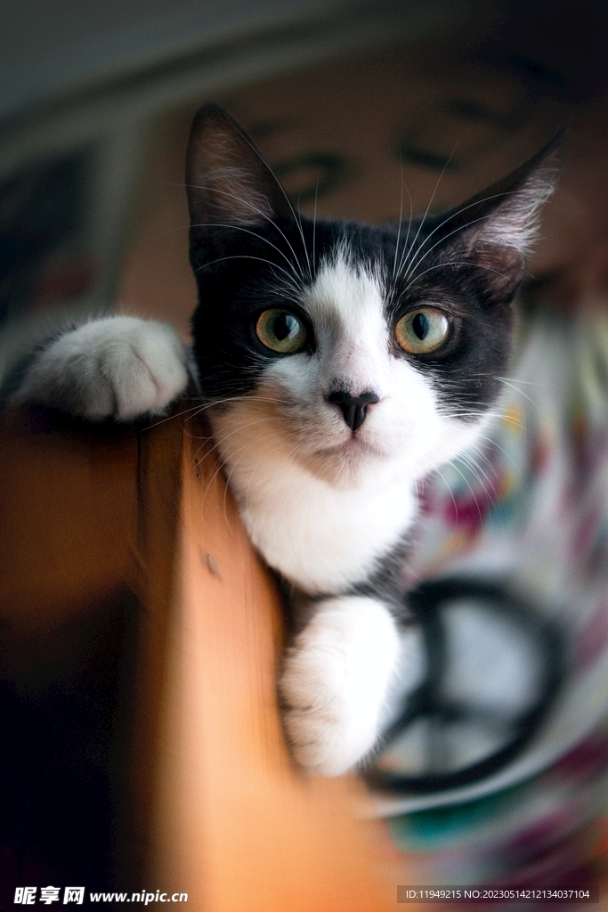 猫
