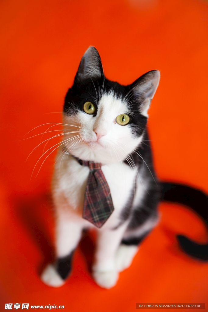 猫  