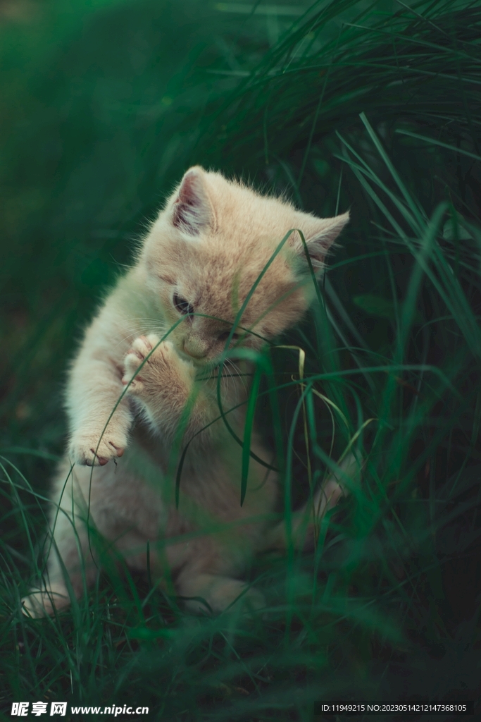 猫