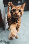 猫  