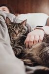 猫  
