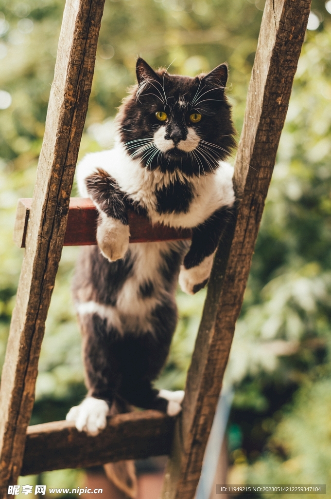 猫  