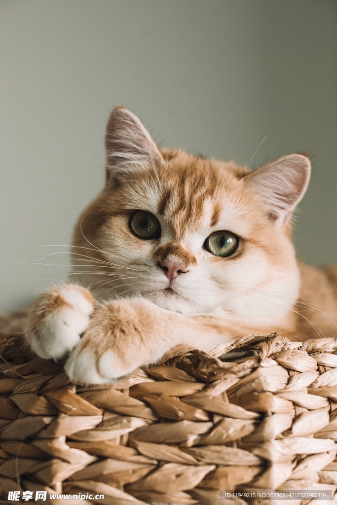 猫  