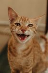 猫  