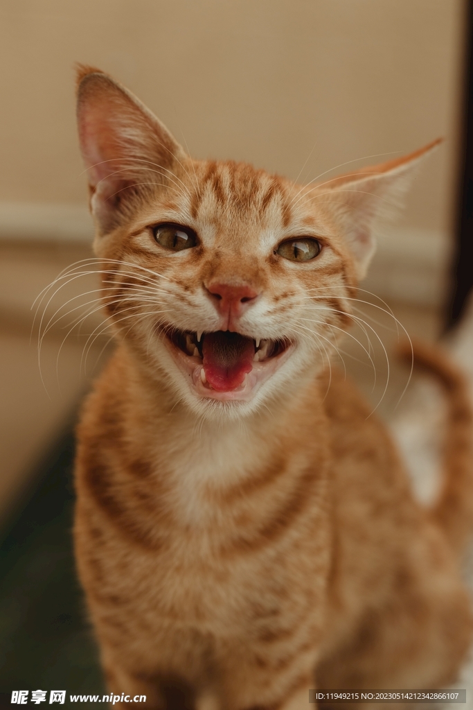 猫  