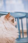 猫  