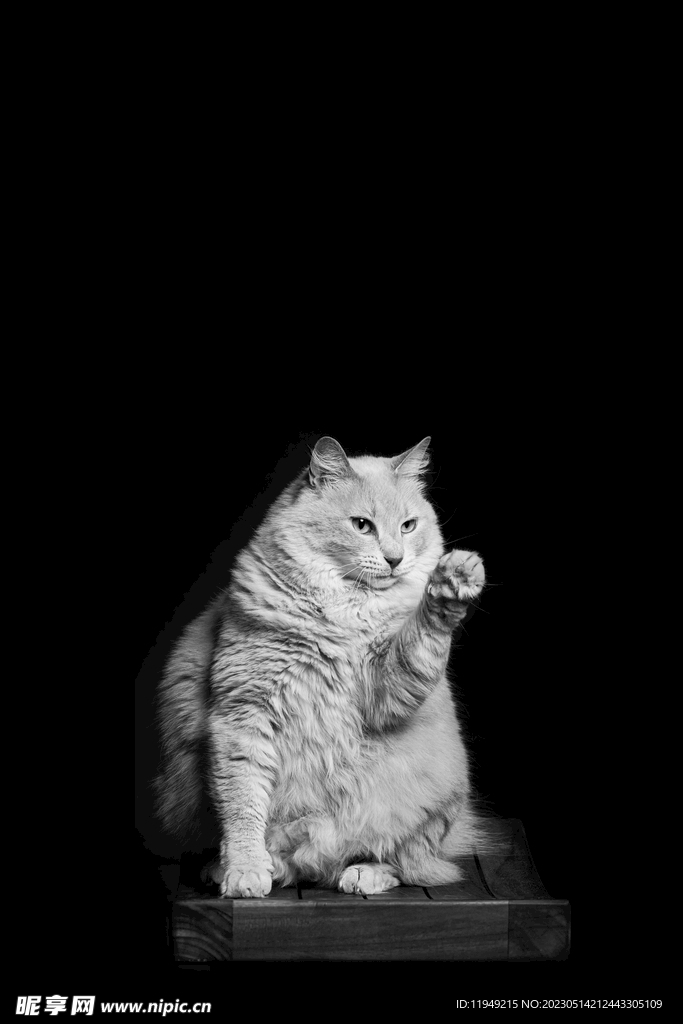 猫  