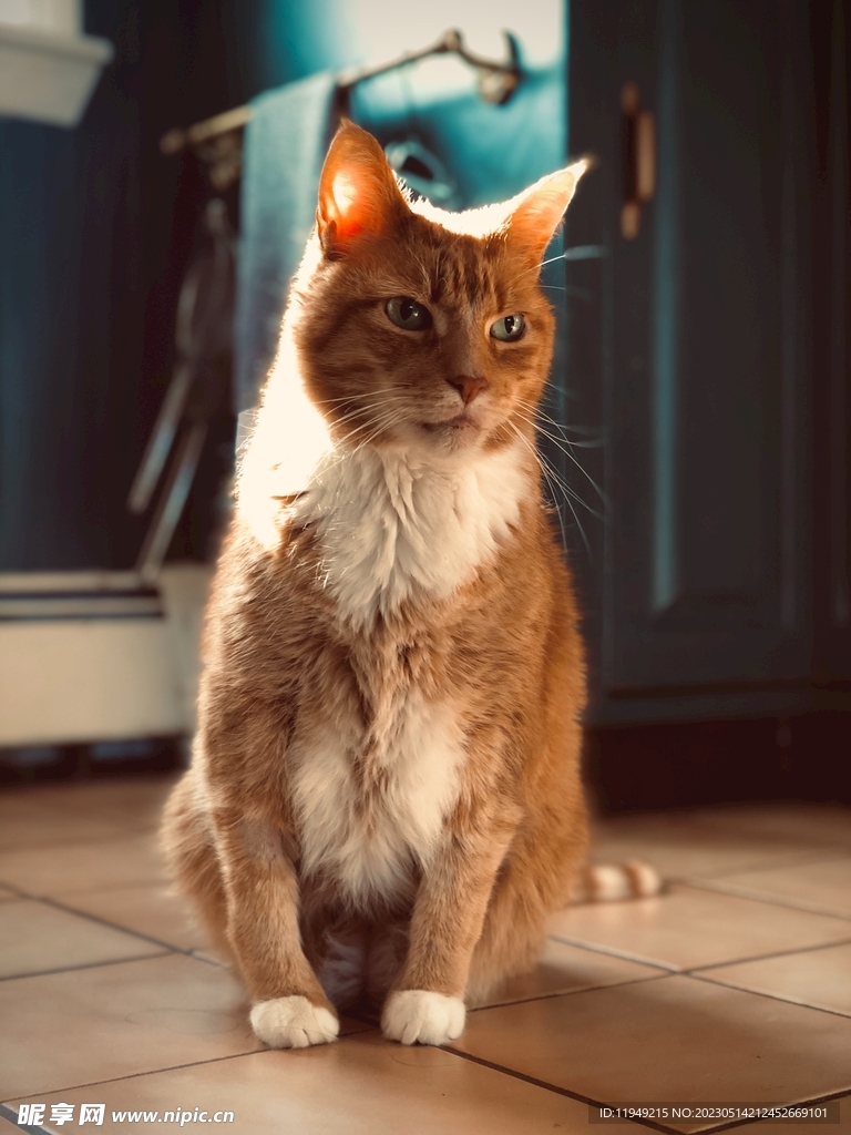 猫