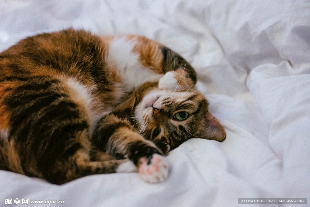 猫 