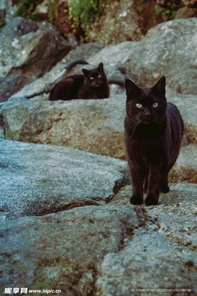 黑猫