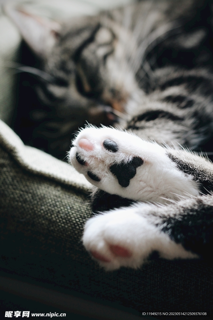 猫  