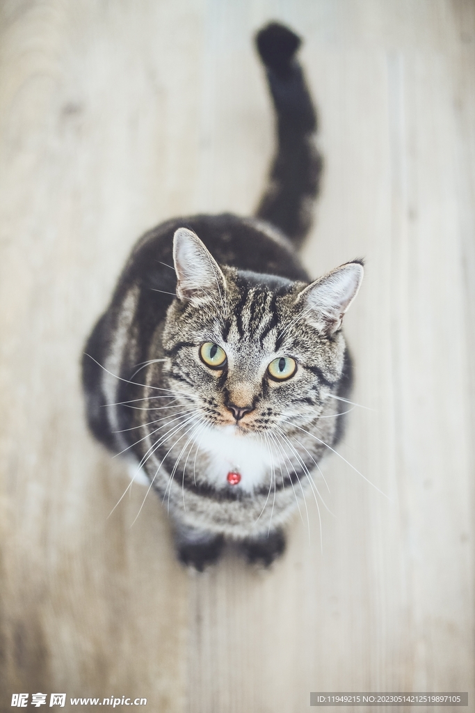 猫 