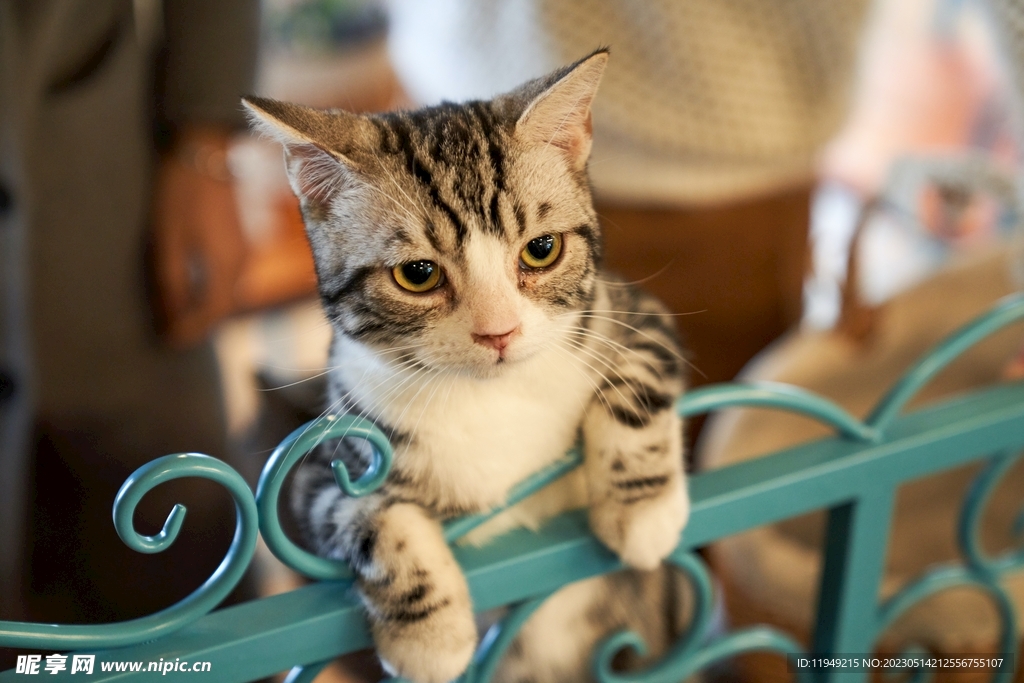 猫  
