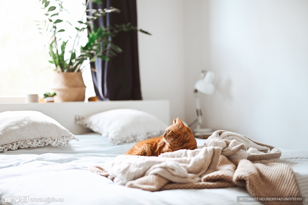 猫  