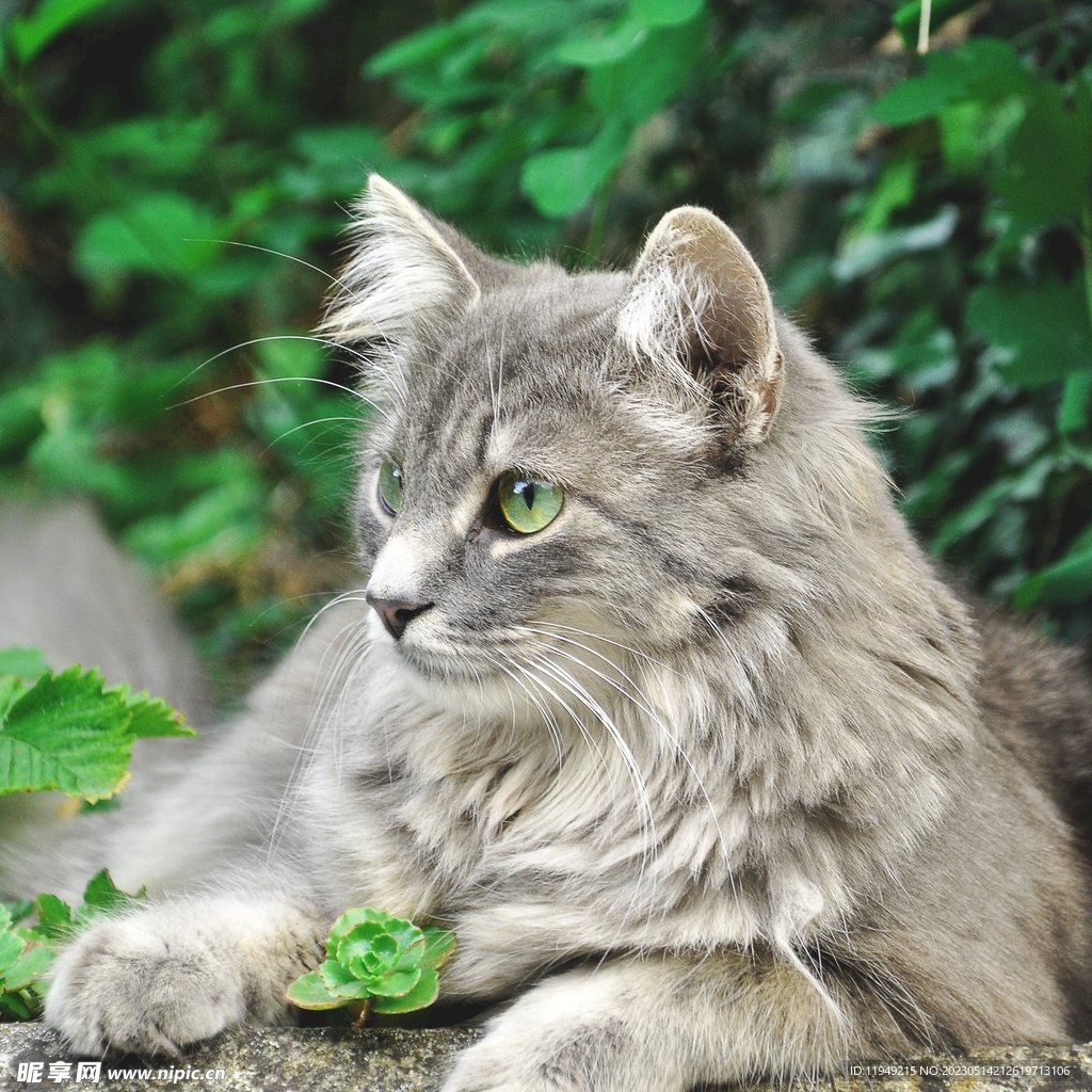 猫 