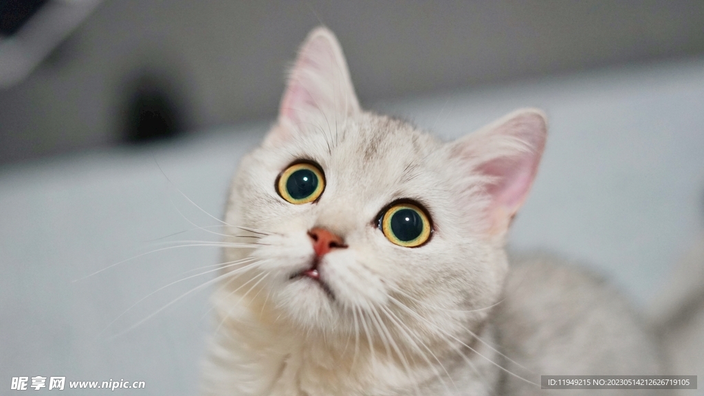 猫  