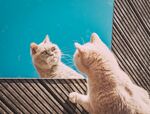 猫  