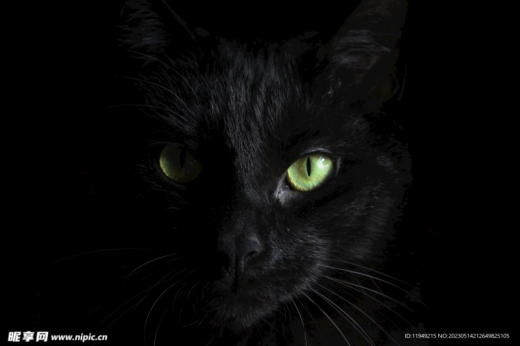 猫