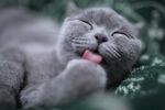 猫  