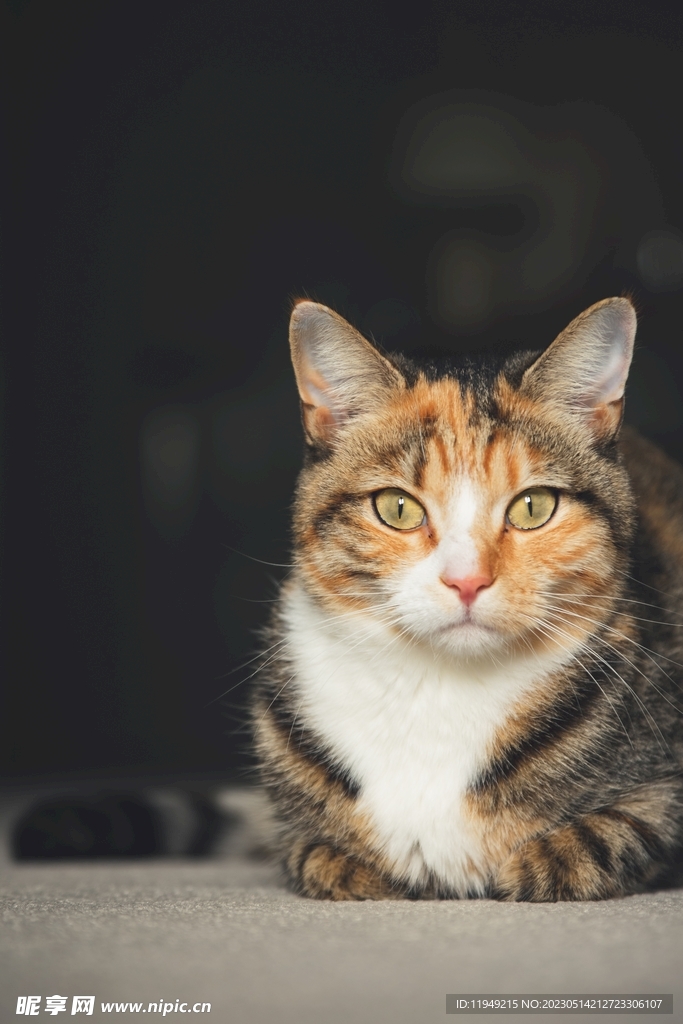 猫咪 