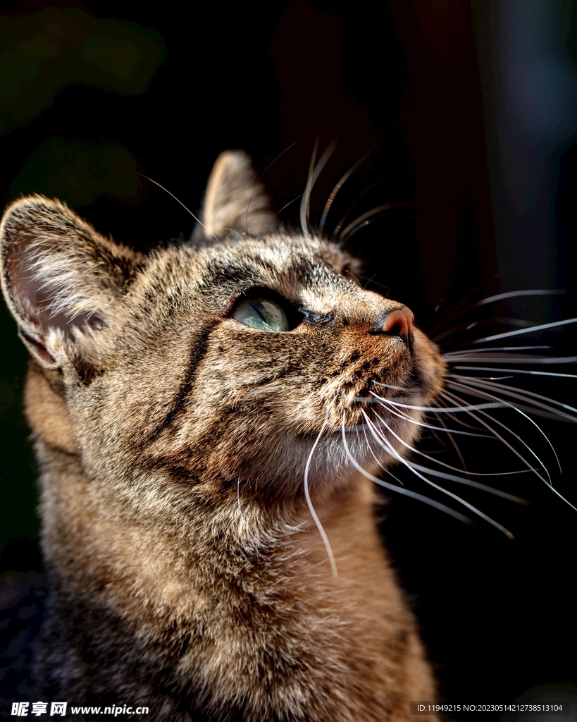 猫  
