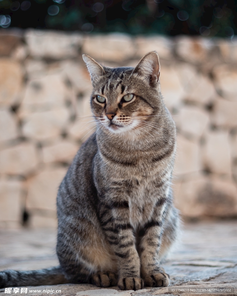   可爱猫咪