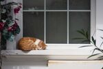 猫 