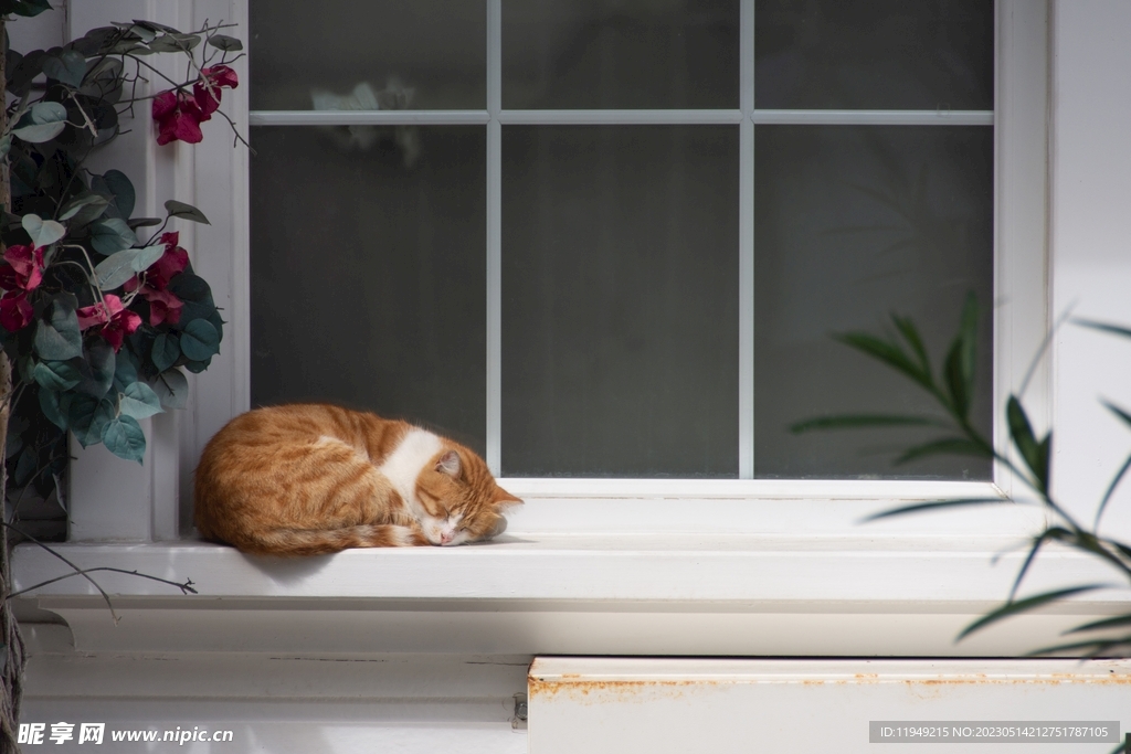 猫 