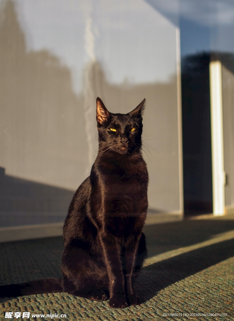 猫