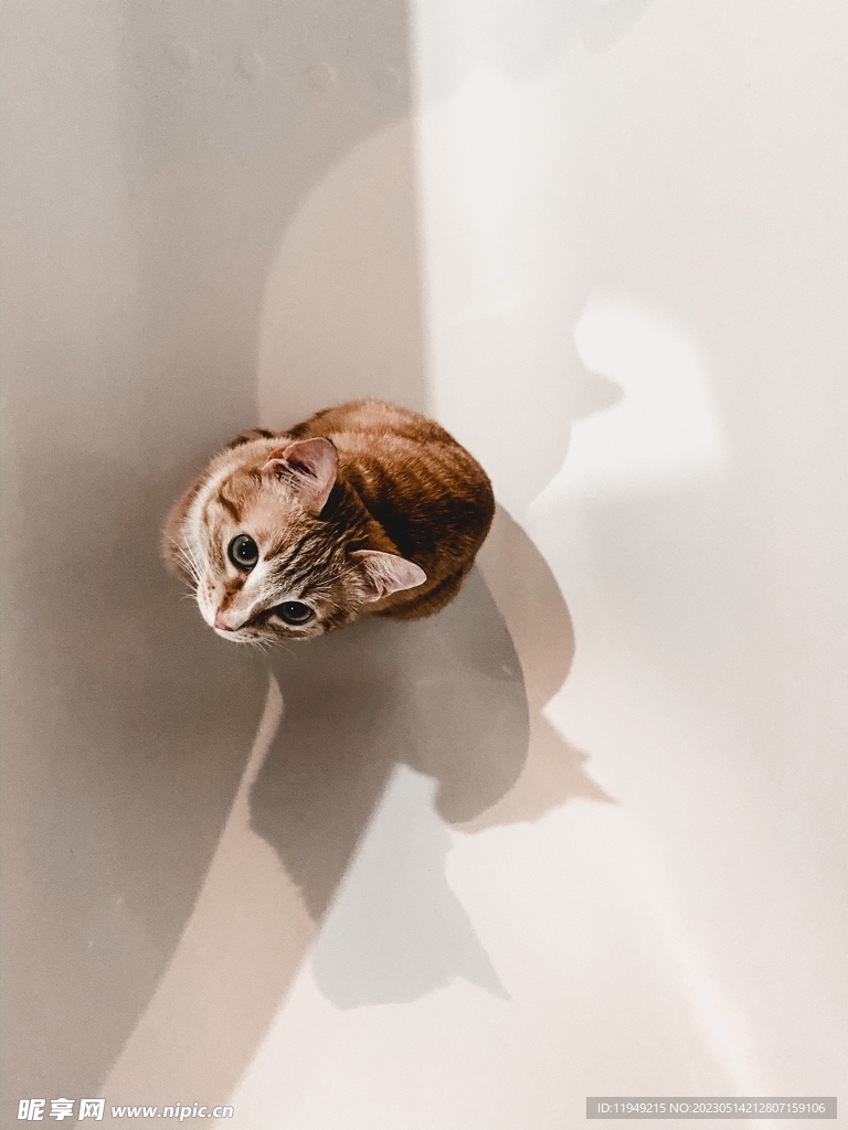 猫  