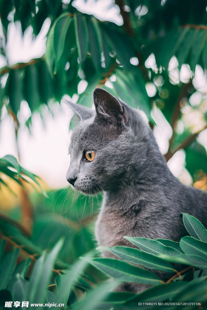 猫  