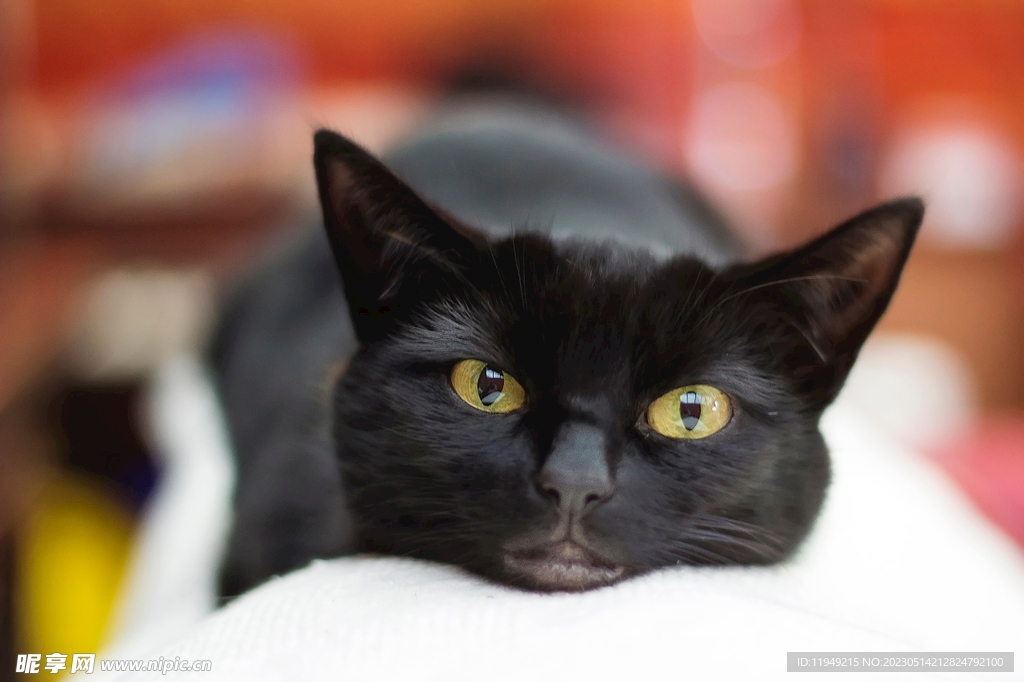 猫咪 