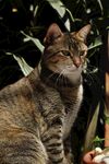 猫咪 