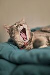 猫咪 