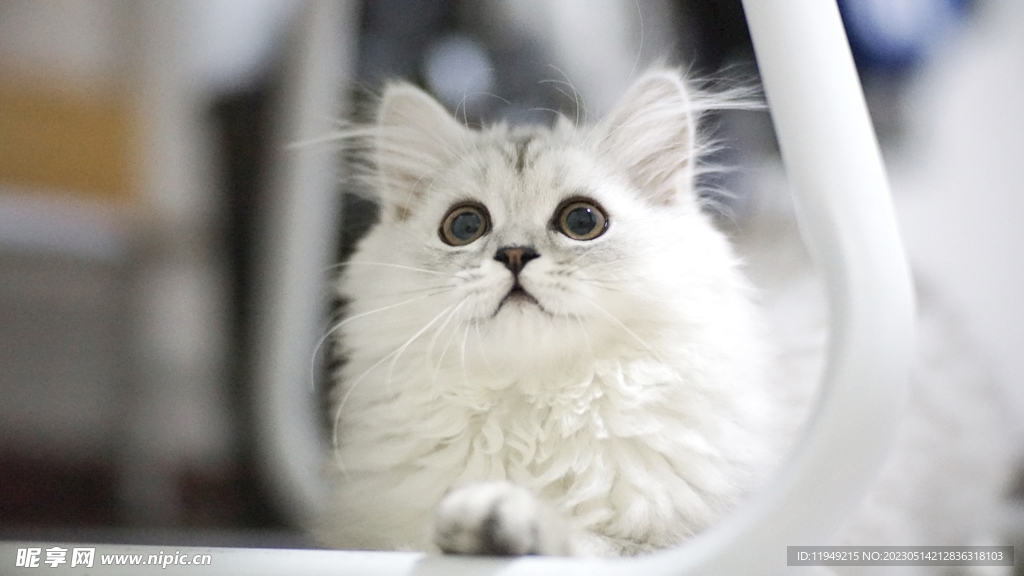 猫咪 