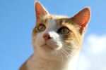 猫咪 