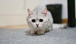 猫咪 