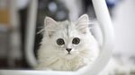 猫咪 