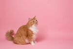猫咪 