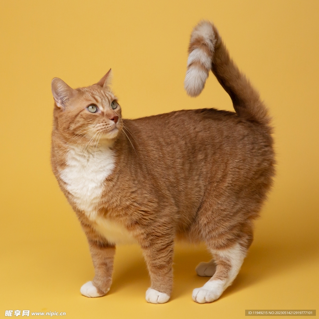 猫咪 