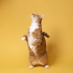 猫咪 