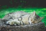 猫咪 