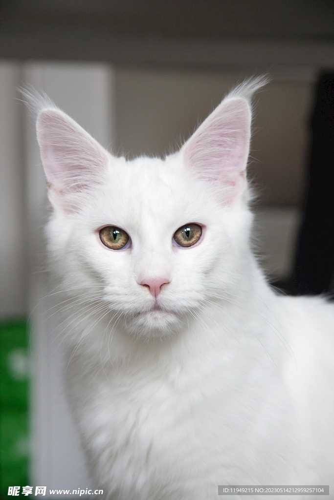 猫咪
