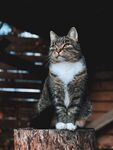 猫咪 