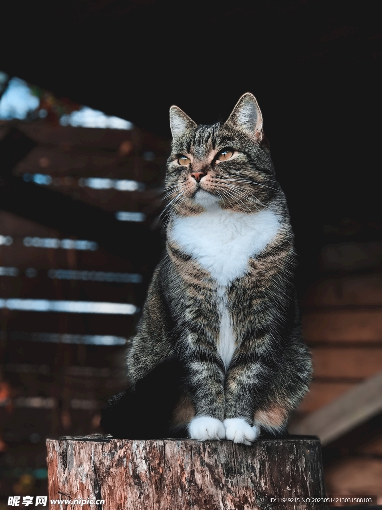 猫咪 