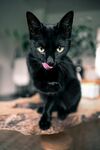 猫 