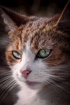 猫 