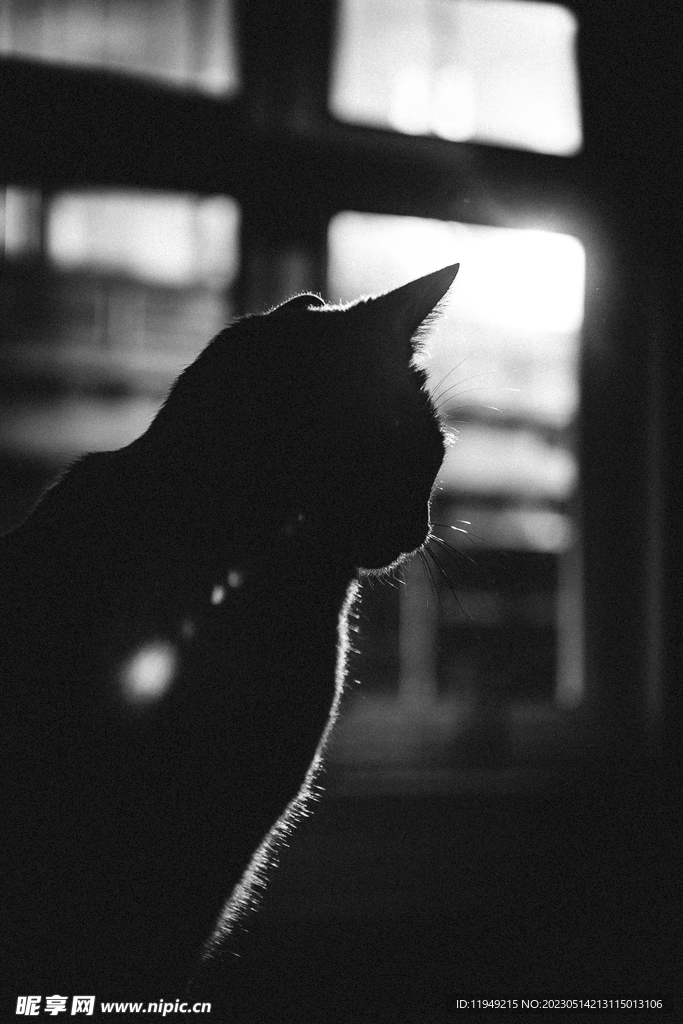 猫 