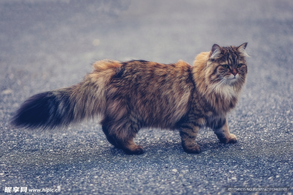 猫