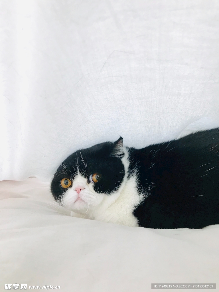 猫 